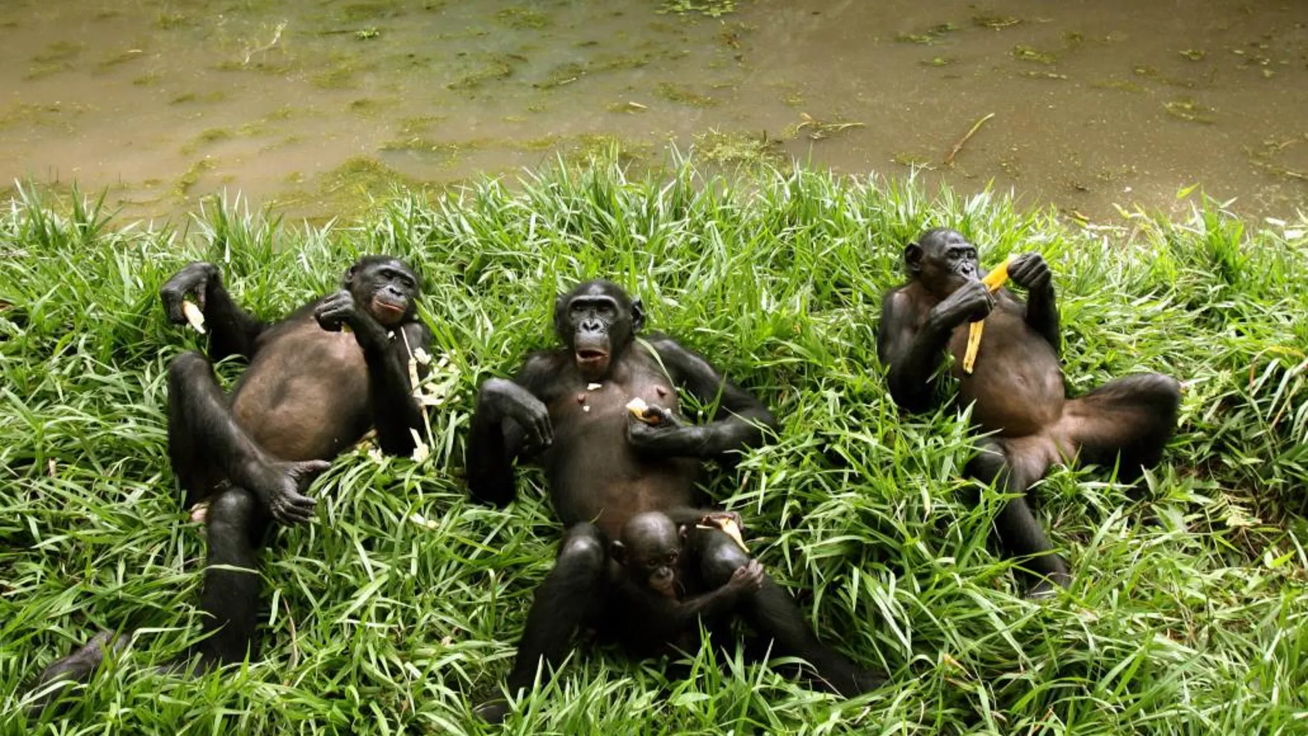 Bonobos en una reserva en el Congo, en una imagen de archivo
