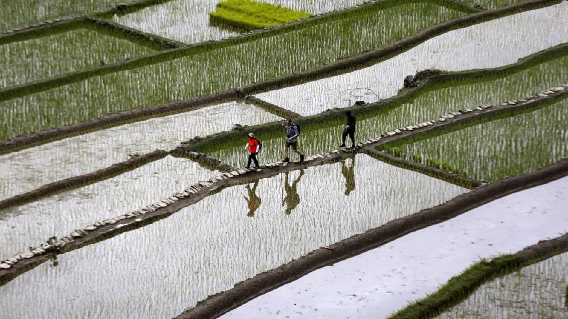 Una plantación de arroz en Filipinas / Efe