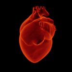 Reconstrucción 3D de un corazón humano