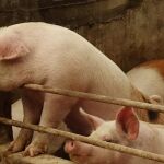 El nuevo marcapasos, probado de momento en cerdos, puede tener aplicaciones en la medicina / Reuters