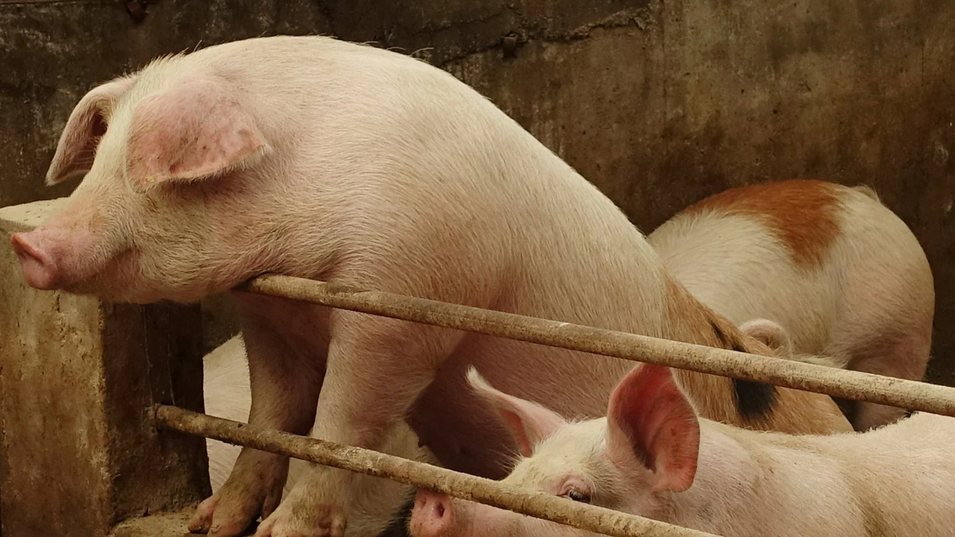 El nuevo marcapasos, probado de momento en cerdos, puede tener aplicaciones en la medicina / Reuters