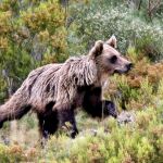 Un oso pardo salvaje en la cordillera cantábrica
