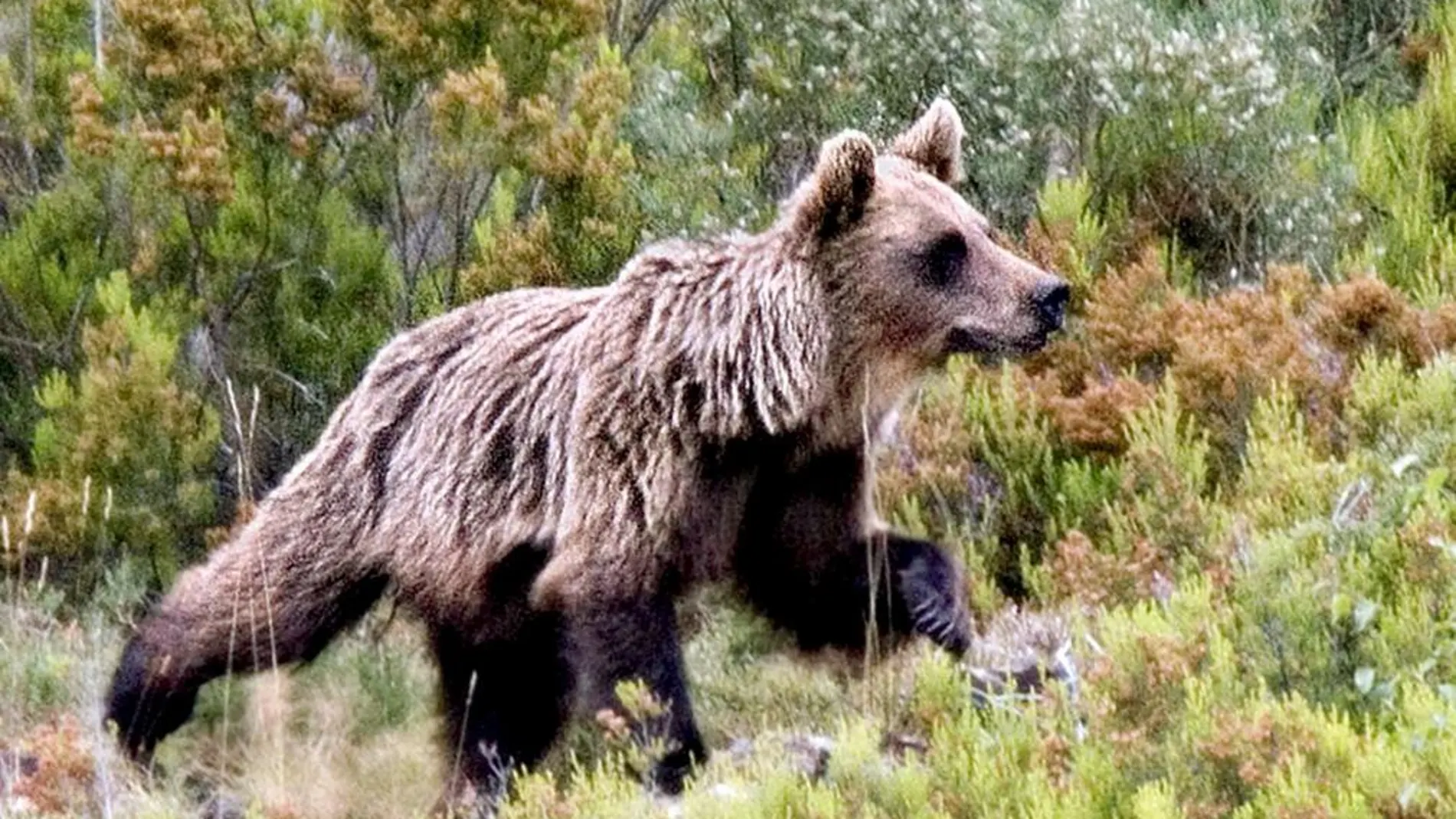 Un oso pardo salvaje en la cordillera cantábrica
