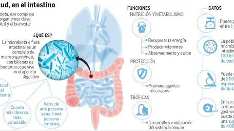 Cuando la microbiota enferma, aparece la obesidad o la diabetes aparece