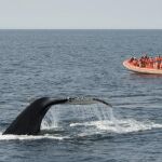 Una embarcación con turistas observa a una ballena frente a las costas de Canadá / AP