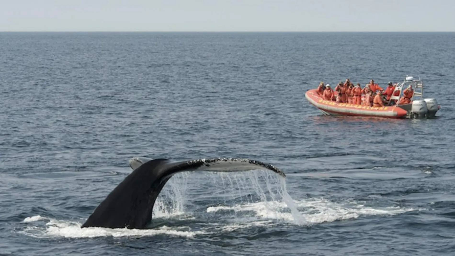 Una embarcación con turistas observa a una ballena frente a las costas de Canadá / AP