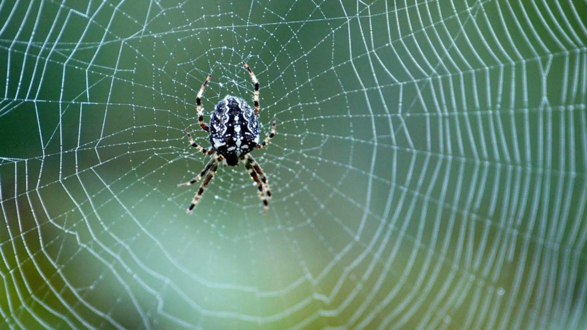 La tela de araña tiene una resistencia sorprendente