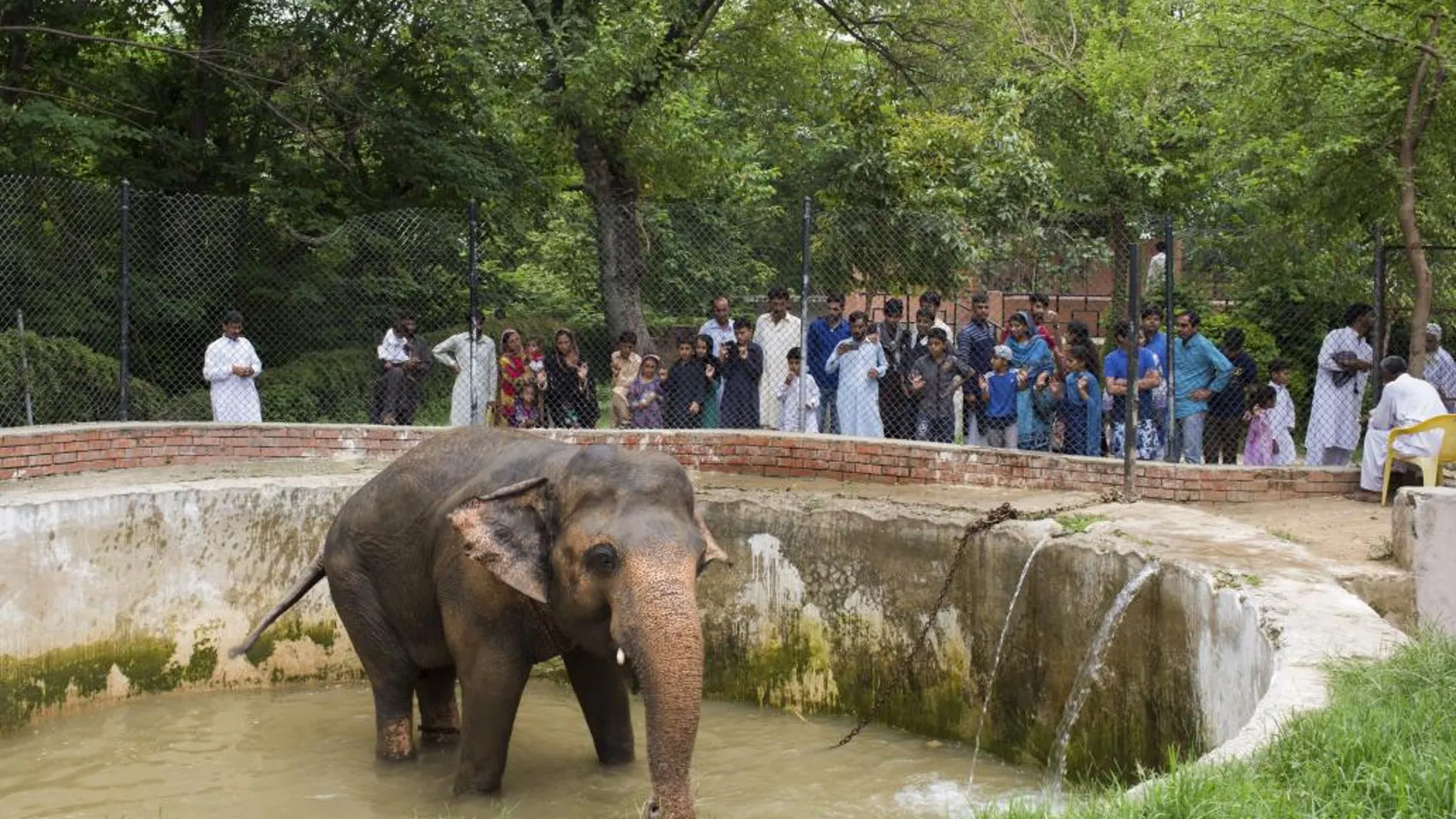 Un grupo de visitantes observa al elefante Kaavan durante la hora de su baño en el zoo de Islamabad
