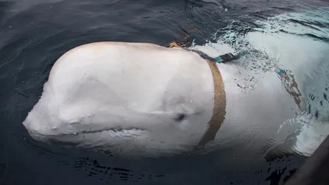 Imagen del animal con el arnés