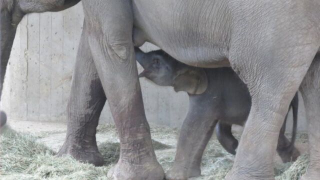 La recién nacida, bajo las patas de su madre