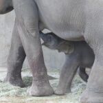 La recién nacida, bajo las patas de su madre