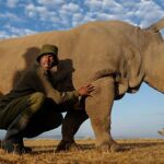 El rinoceronte blanco se recuperó con éxito a finales del año pasado de una infección en su pata derecha, pero a finales de febrero se descubrió que había recaído