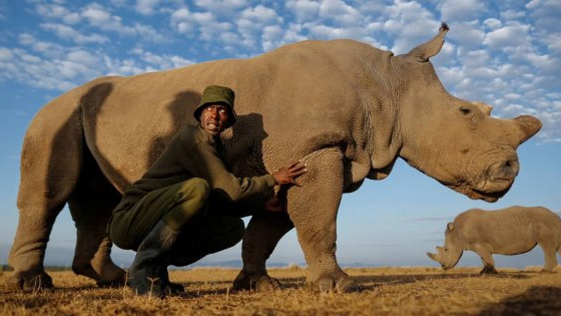 El rinoceronte blanco se recuperó con éxito a finales del año pasado de una infección en su pata derecha, pero a finales de febrero se descubrió que había recaído
