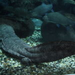 Un ejemplar de salamandra gigante china/ J. Patrick Fischer (Wikipedia)