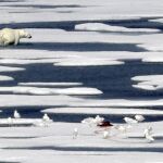 Un oso polar sobre el hielo ártico, en una imagen tomada este mes de julio