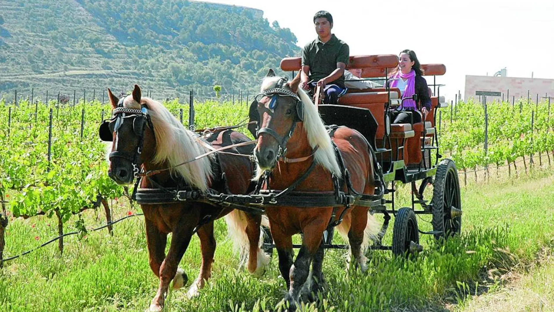 Recorrido de viñedos en coche de caballos: actividad que se puede realizar en la Ruta del Vino Ribera de Duero