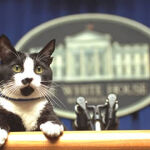 Socks, la mascota de la familia Clinton, en la sala de prensa de la Casa Blanca