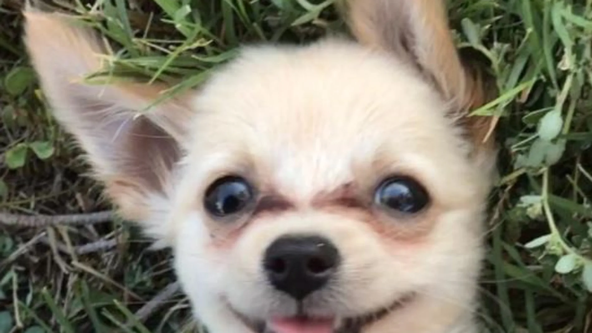 Imagen de archivo de un cachorro de chihuahua