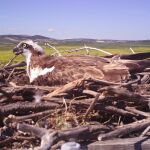 Las águilas pescadoras cruzan el Estrecho para invernar en África y regresan al territorio de la Península al inicio de la primavera, para reproducirse / Foto: La Razón
