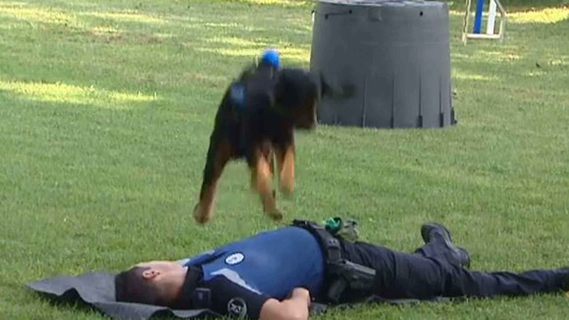 El agente canino Poncho / Foto y vídeo: Atlas