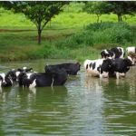 Estrés en los animales por las altas temperaturas