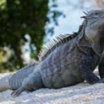 La iguana de Ricord, nativa de la Isla Cabritos, República Dominicana, una de las especies en estado crítico de extinción