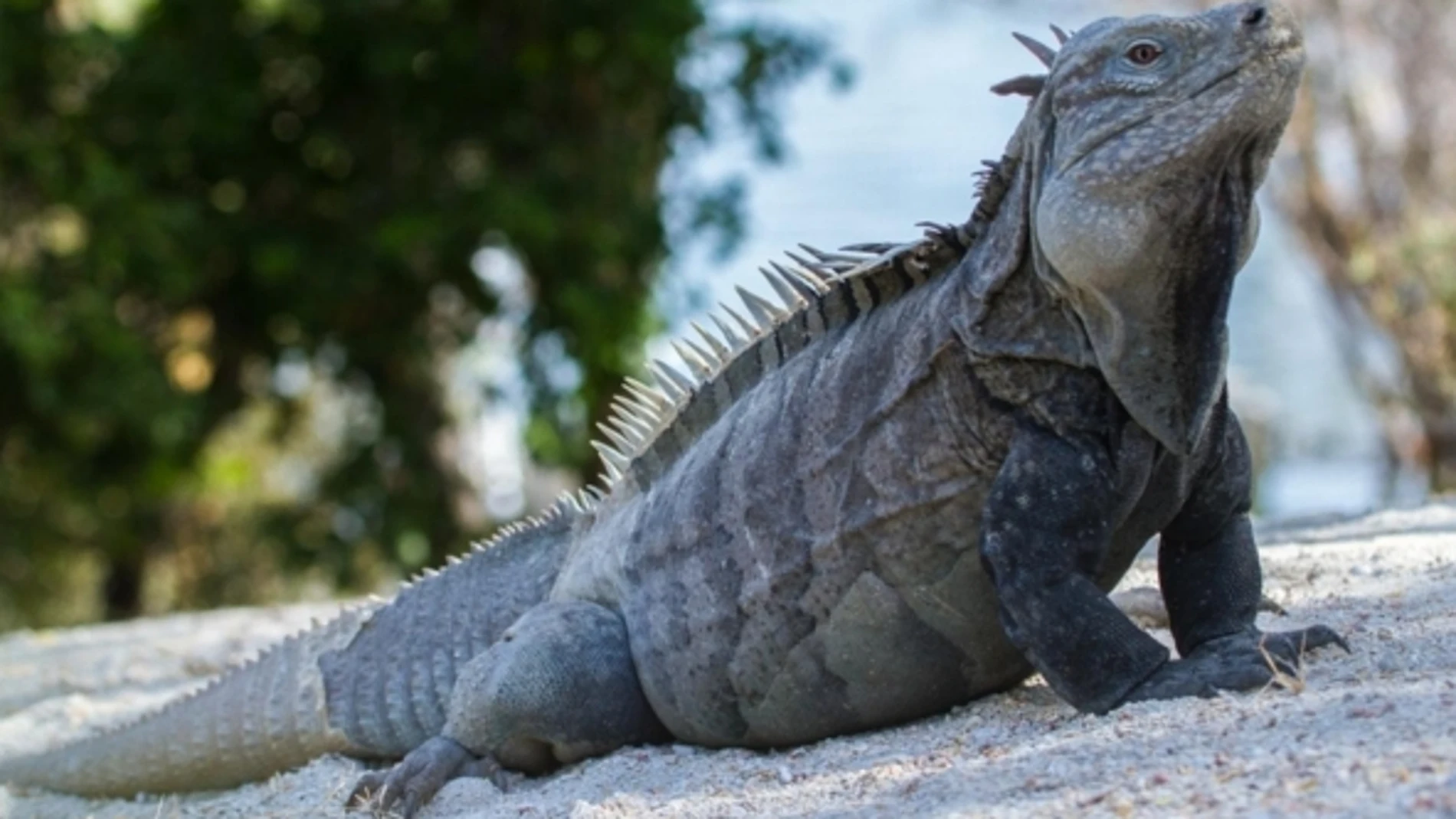 La iguana de Ricord, nativa de la Isla Cabritos, República Dominicana, una de las especies en estado crítico de extinción