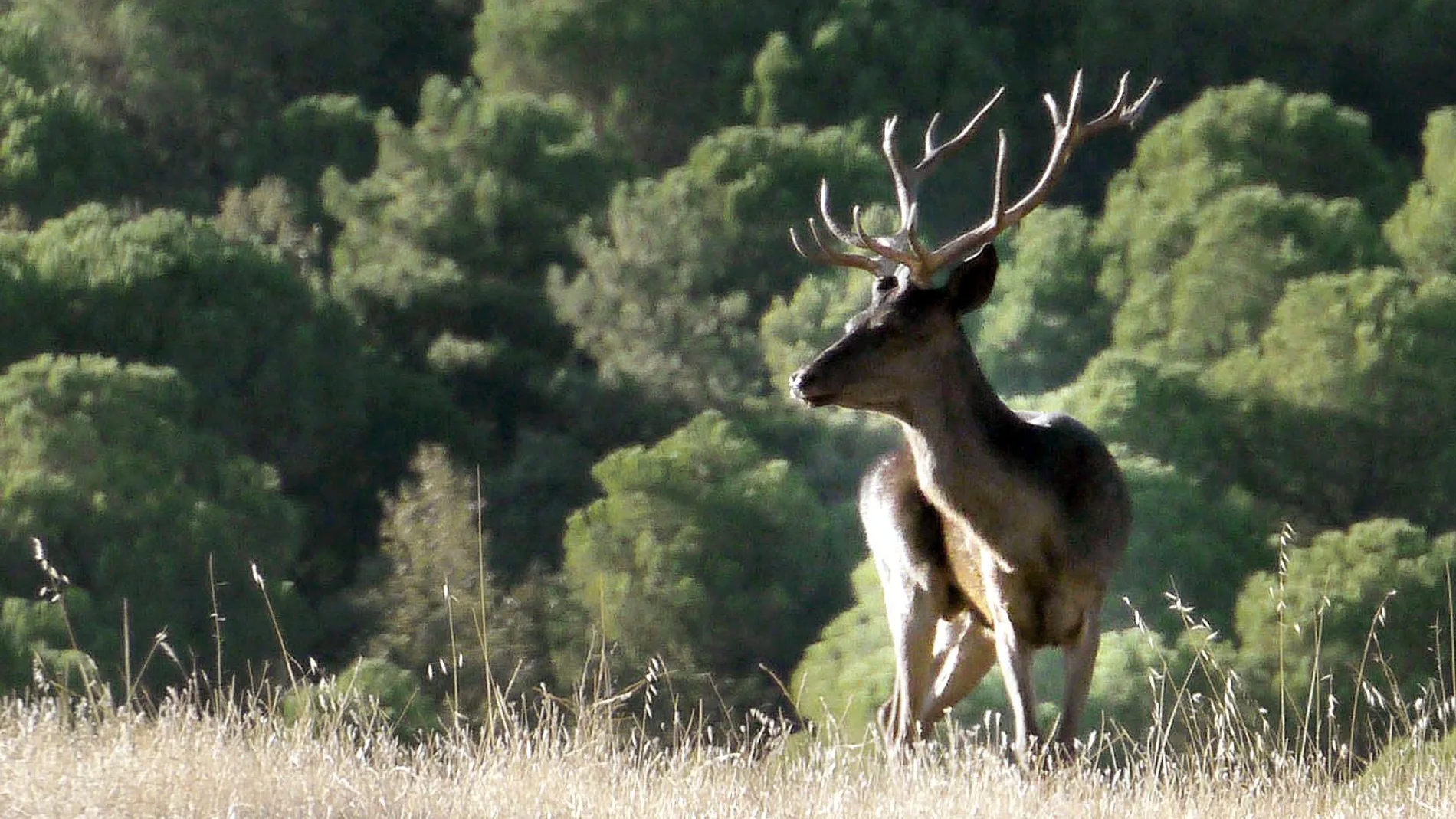 Imagen de un ciervo silvestre, una de las especies más cazadas de España