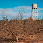 Los almendros son uno de los cultivos afectado por la Xylella en la Comunitat Valenciana