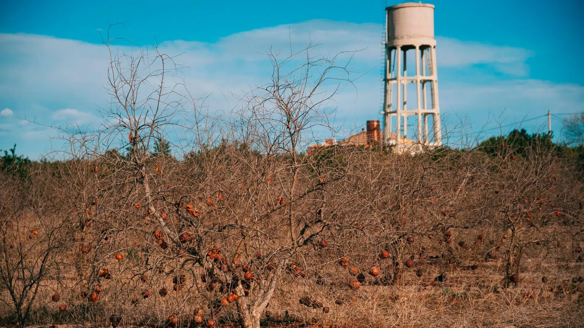 Los almendros son uno de los cultivos afectado por la Xylella en la Comunitat Valenciana