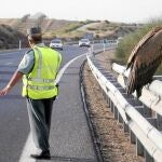 Un buitre leonado se posa sobre la mediana de la autovía Granada -Motril