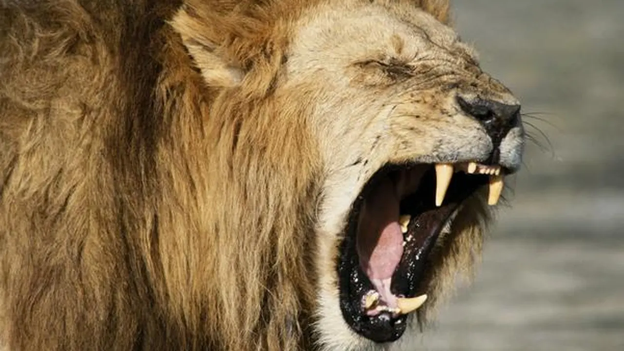 Muere un hombre atacado por un león al que tenía en su propiedad en  República Checa