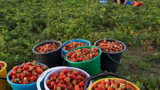 Un grupo de temporeras recogen fresas en una plantación de Huelva