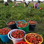 Un grupo de temporeras recogen fresas en una plantación de Huelva