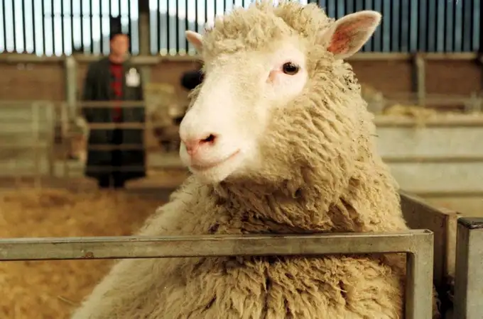 El laboratorio que creó a la oveja Dolly fabrica pollos resistentes a la gripe aviar con edición genética