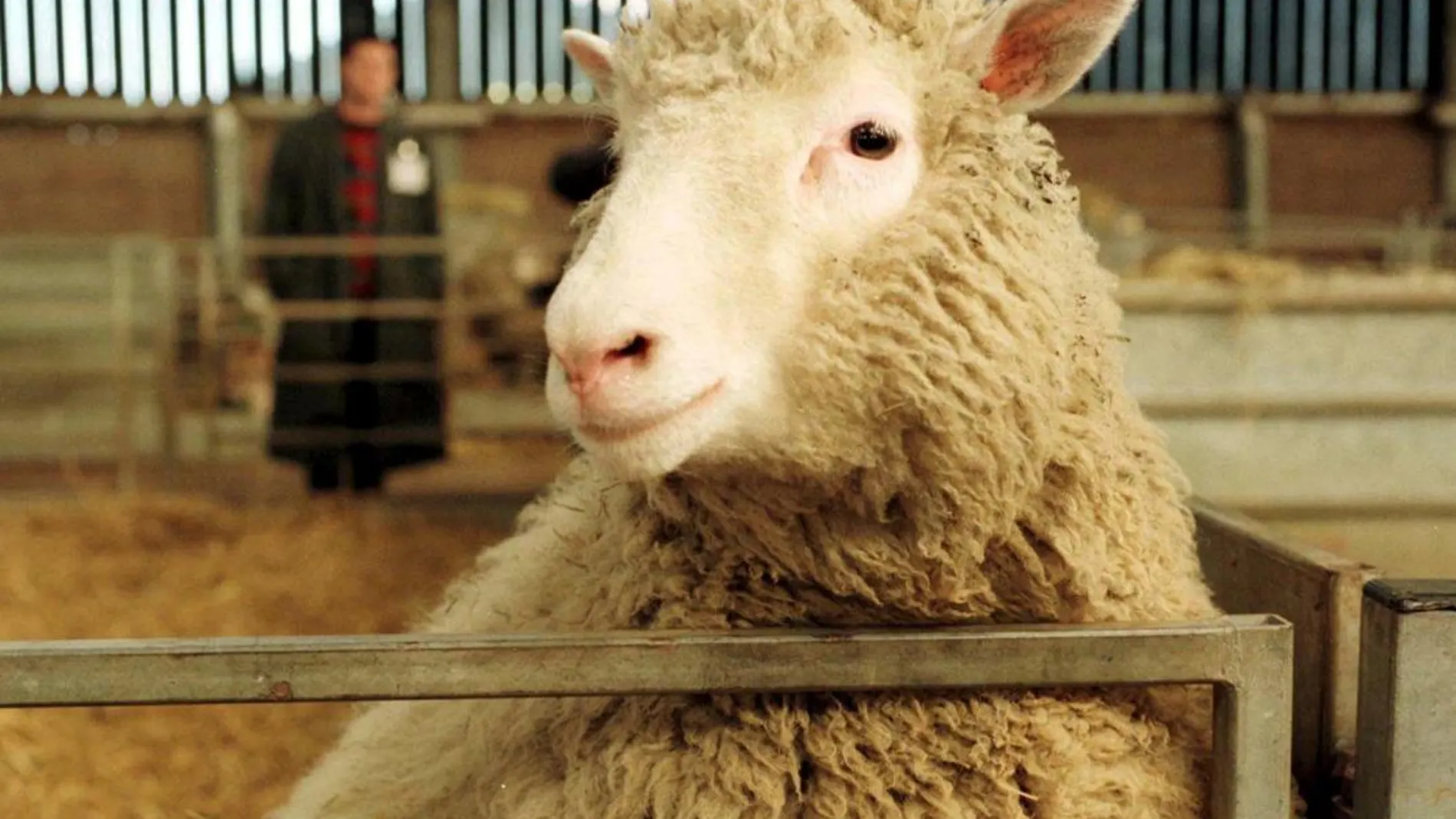 Activistas contra la clonación intentaron secuestrar a la oveja Dolly en 1998