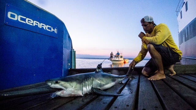 Un tiburón blanco examinado por NOAA Fisheries
