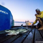 Un tiburón blanco examinado por NOAA Fisheries