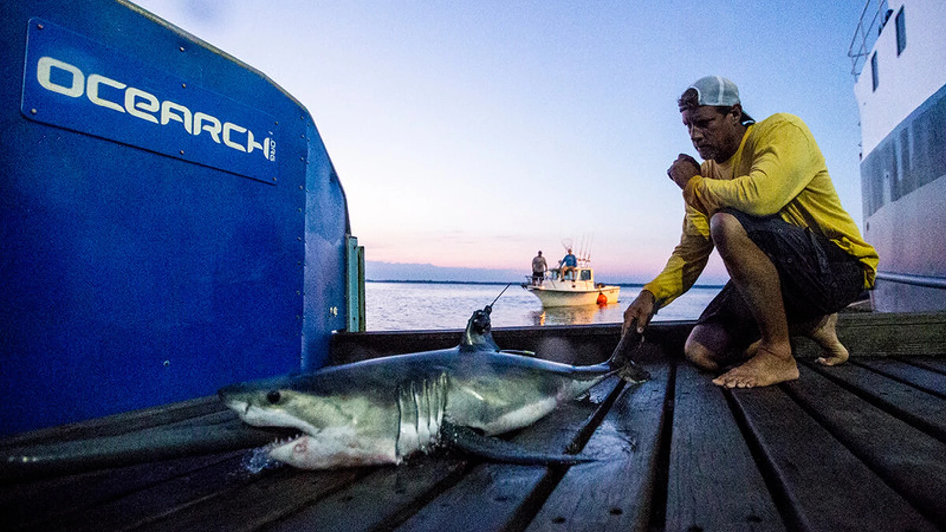 Un tiburón blanco examinado por NOAA Fisheries