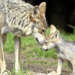 Los lobos mantienen contacto con sus hijos mediante juegos, lametones y rituales de defensa
