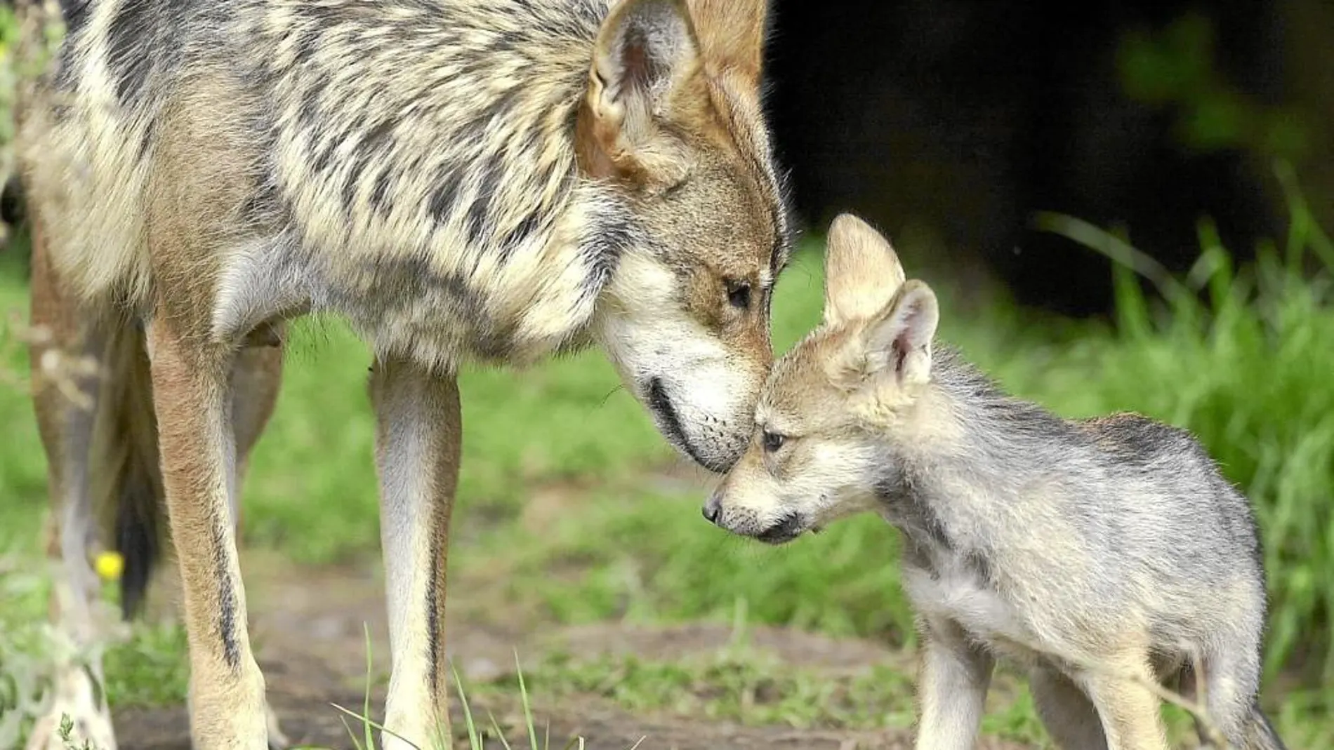 Los lobos mantienen contacto con sus hijos mediante juegos, lametones y rituales de defensa