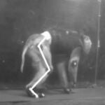 Los investigadores probaron esta nueva tecnología en dos monos rhesus que padecían parálisis en una pierna