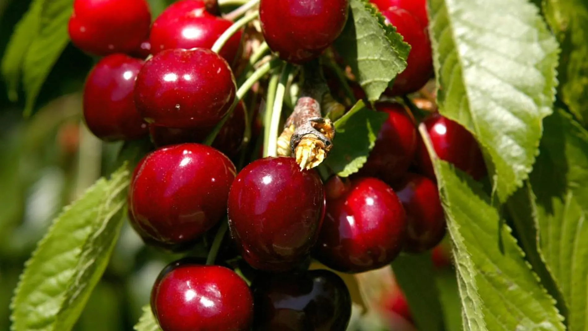 Comer cerezas fuera de temporada puede alterar el reloj molecular
