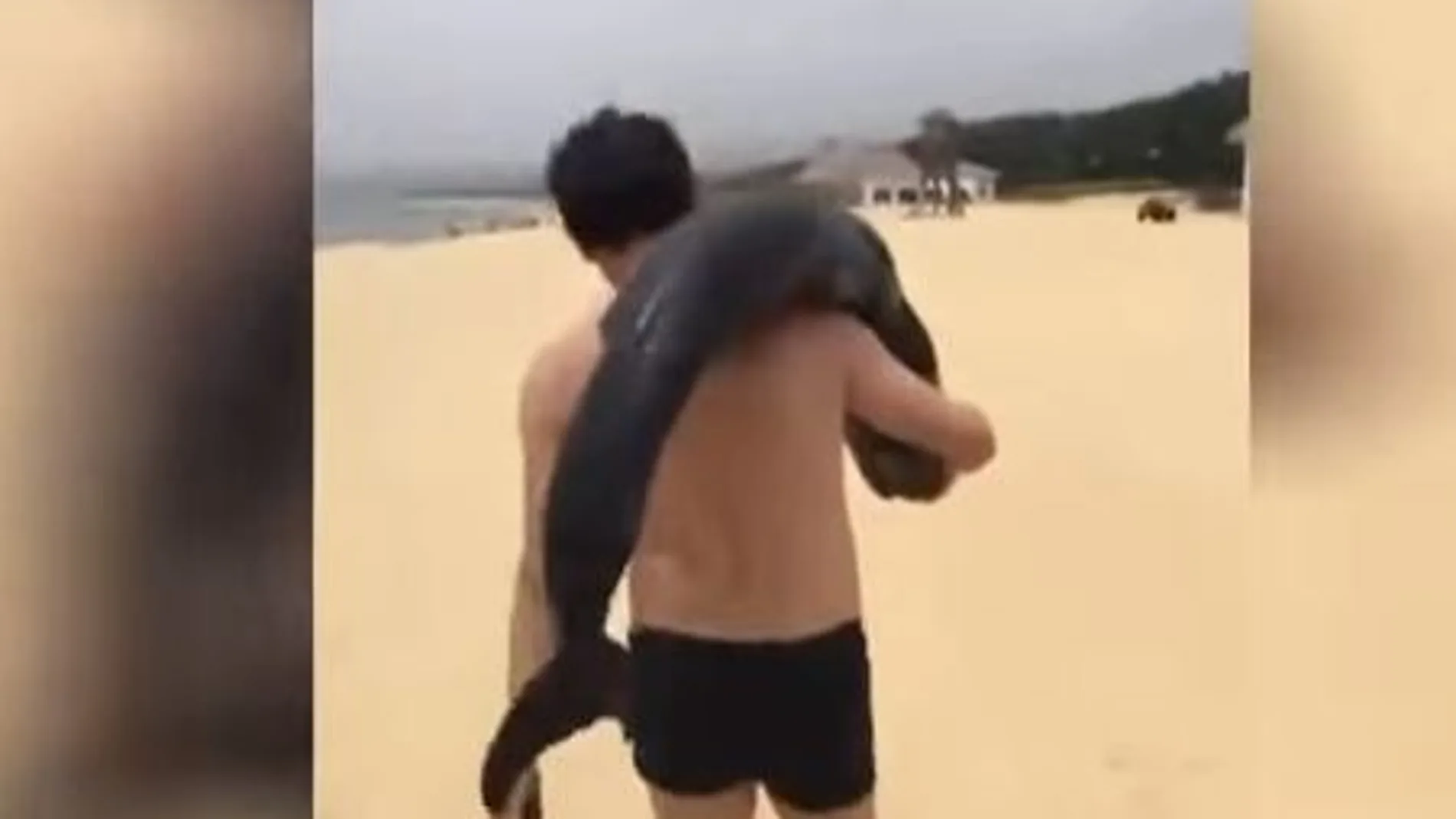 Buscan a un turista que se llevó a un delfín al hombro en una playa de China