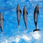 Delfines en un espectáculo en un zoo de Francia