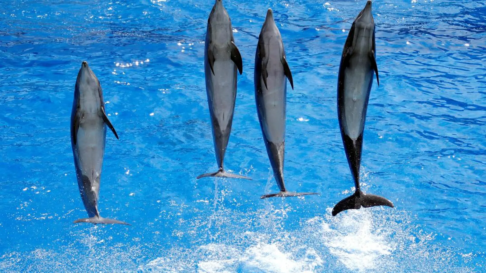 Delfines en un espectáculo en un zoo de Francia