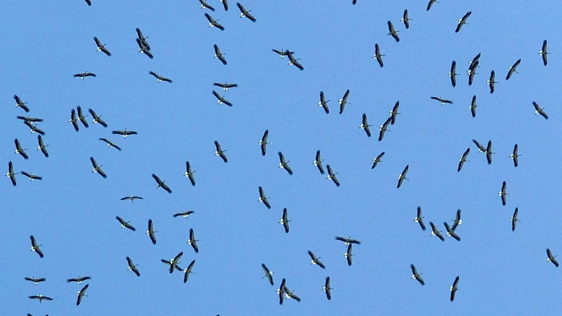 Un gran grupo de Cigüeñas (ciconia ciconia) se reune en la zona del estrecho antes de cruzarlo en su migración postnupcial