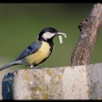 Carbonero común (parus major)