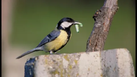Carbonero común (parus major)