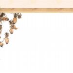 Los enjambres de abejas provocan 909 salidas de bomberos sólo en Madrid este año